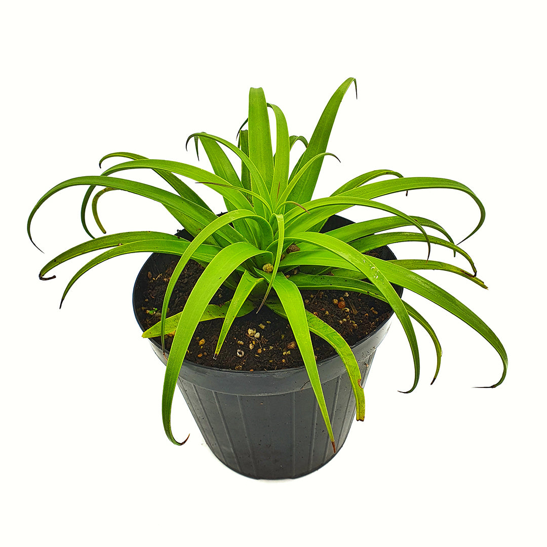 Agave bracteosa - agave ragno (Vaso 14 cm)