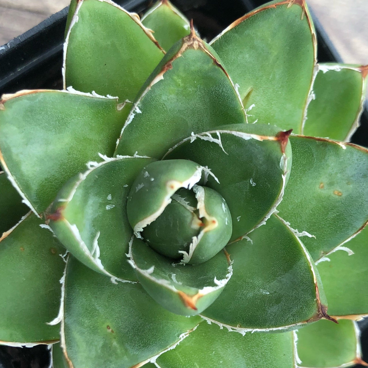 Agave filifera compact - (Pot 14 cm)