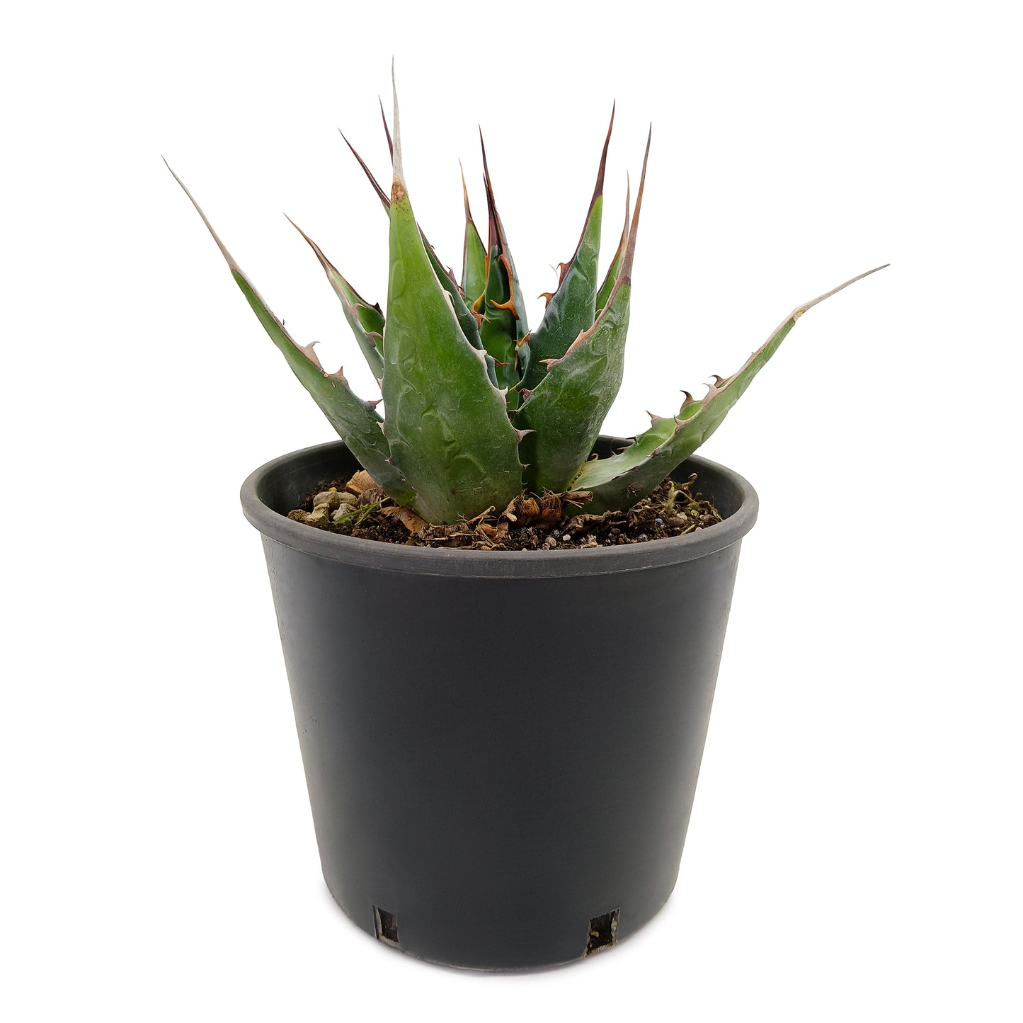Agave montana - (18 cm pot)