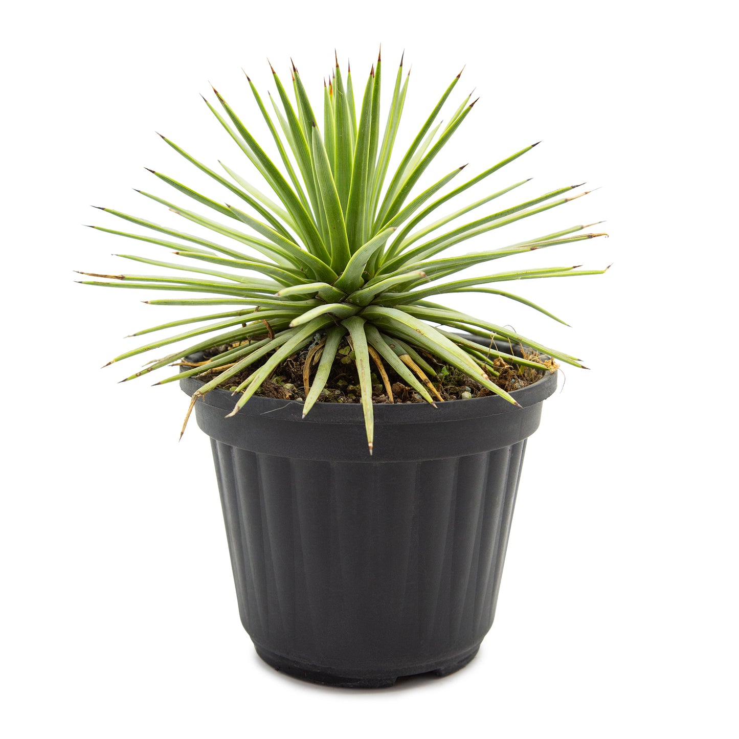 Agave rzedowskiana - Agave di Dr. Rzedowski (Vaso 15 cm)