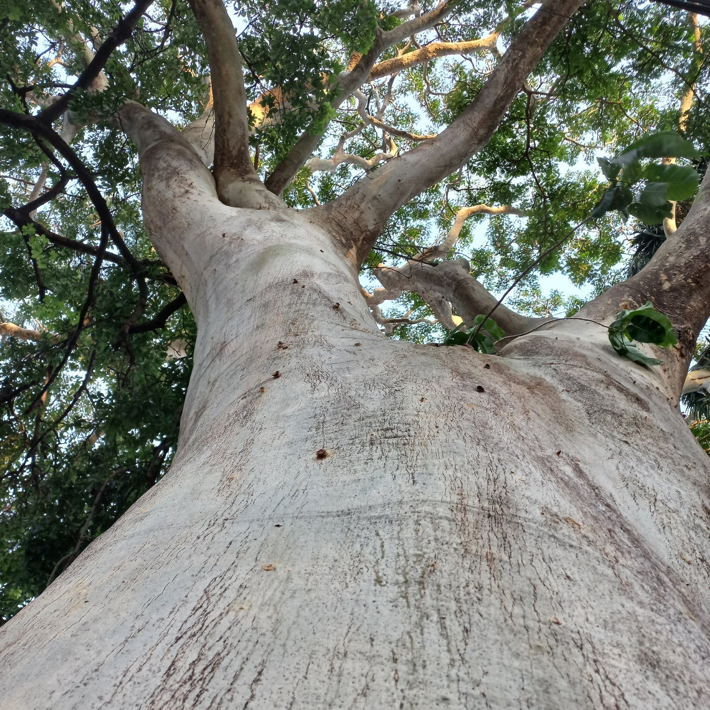 Albizia niopoides - tronco giallo (Alveolo forestale)