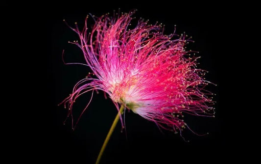 Albizia Julibrissin Cv "Fiore Rosa Intenso"  - A. Di Costantinopoli (Vaso Quadro 9X9X20 Cm)