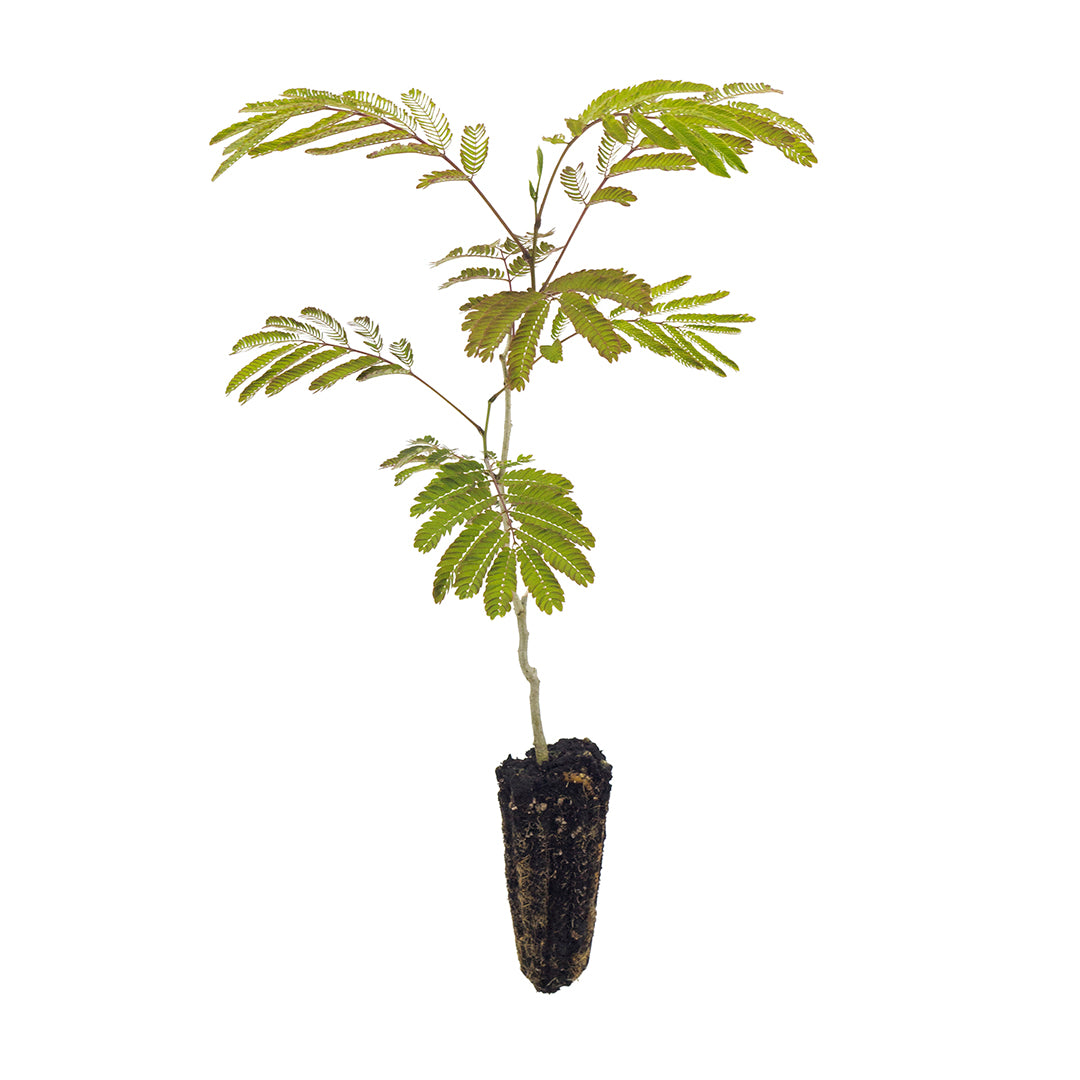 Albizia julibrissin cv "fiore rosa intenso" - A. di Costantinopoli (Alveolo forestale)