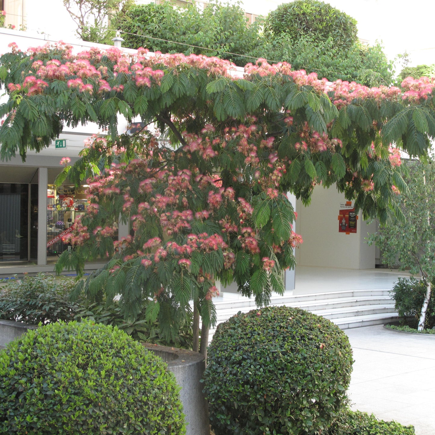 Albizia Julibrissin - A. Di Costantinopoli (Alveolo Forestale)