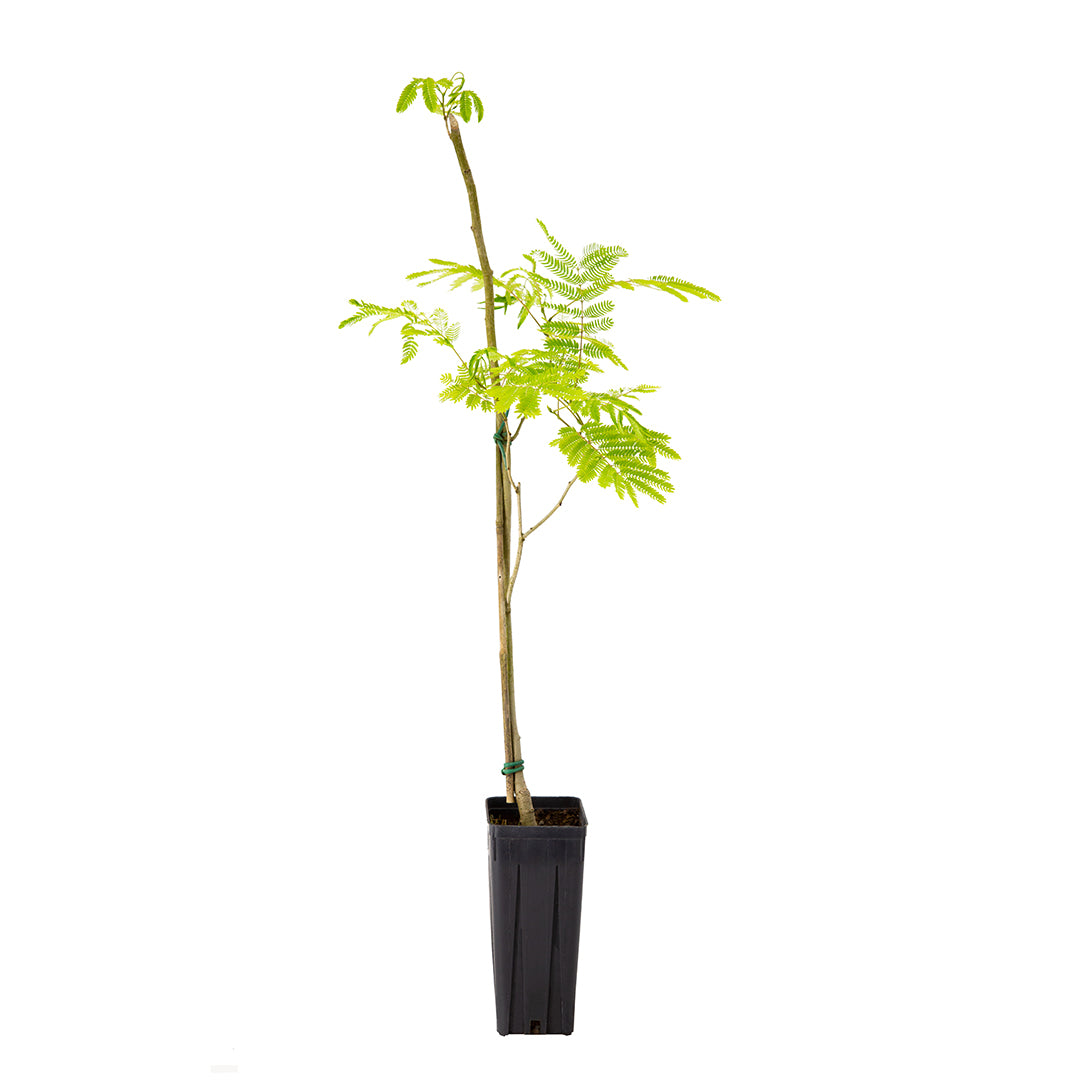 Albizia Julibrissin Cv "Intense Pink Flower" - A. Di Costantinopoli (Square Vase 9X9X20 Cm)