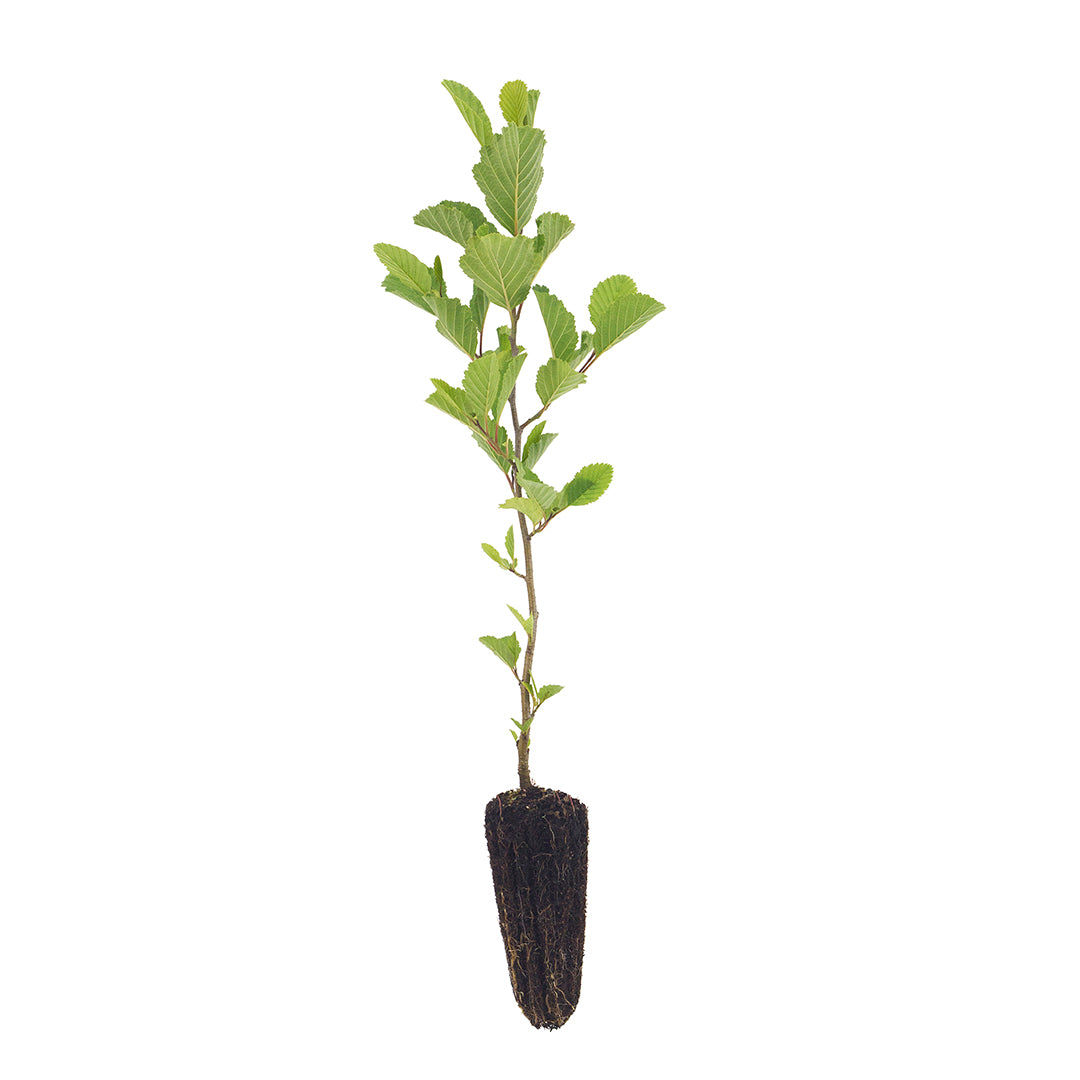 Alnus glutinosa - ontano nero (Alveolo forestale)