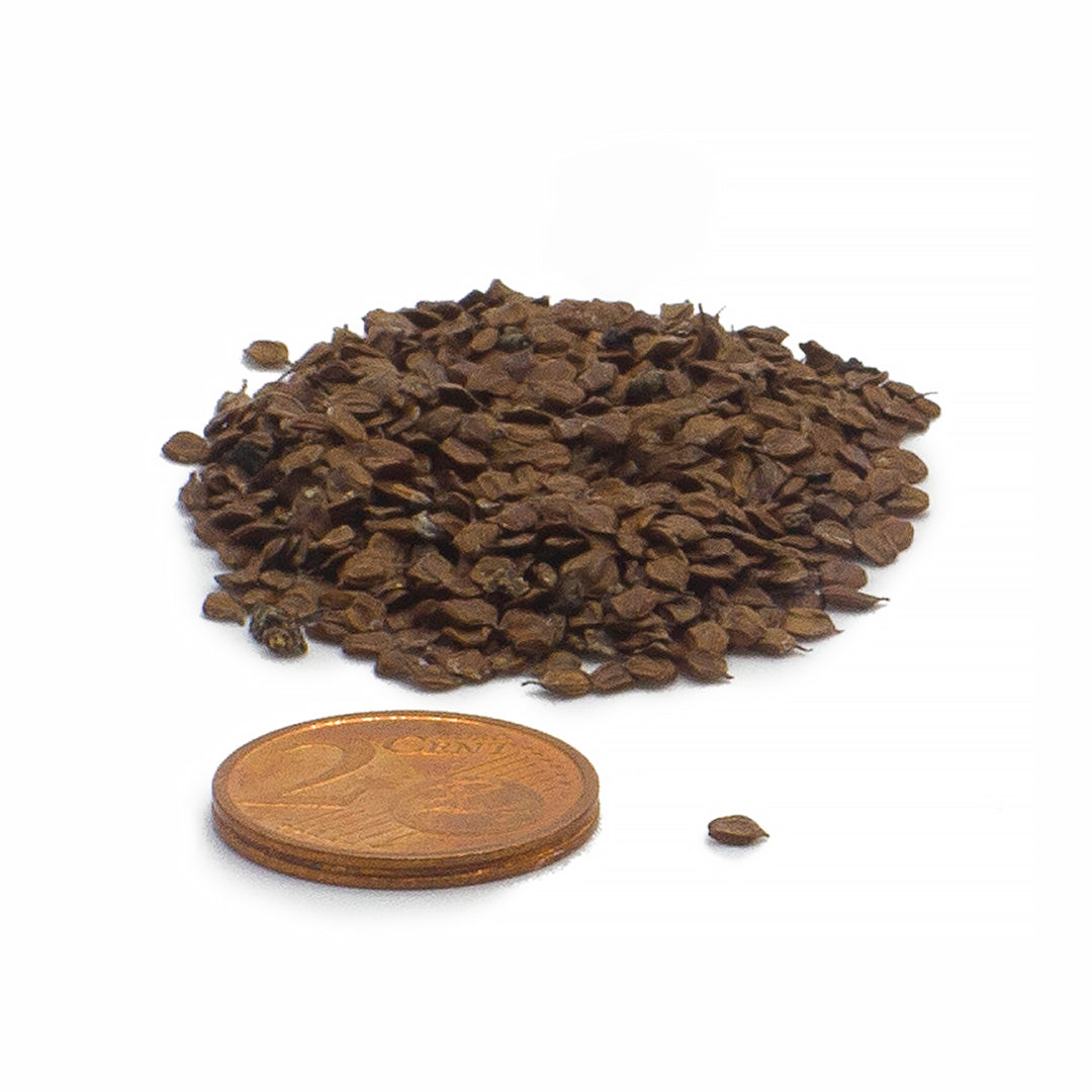 Alnus glutinosa - ontano nero (50 semi)