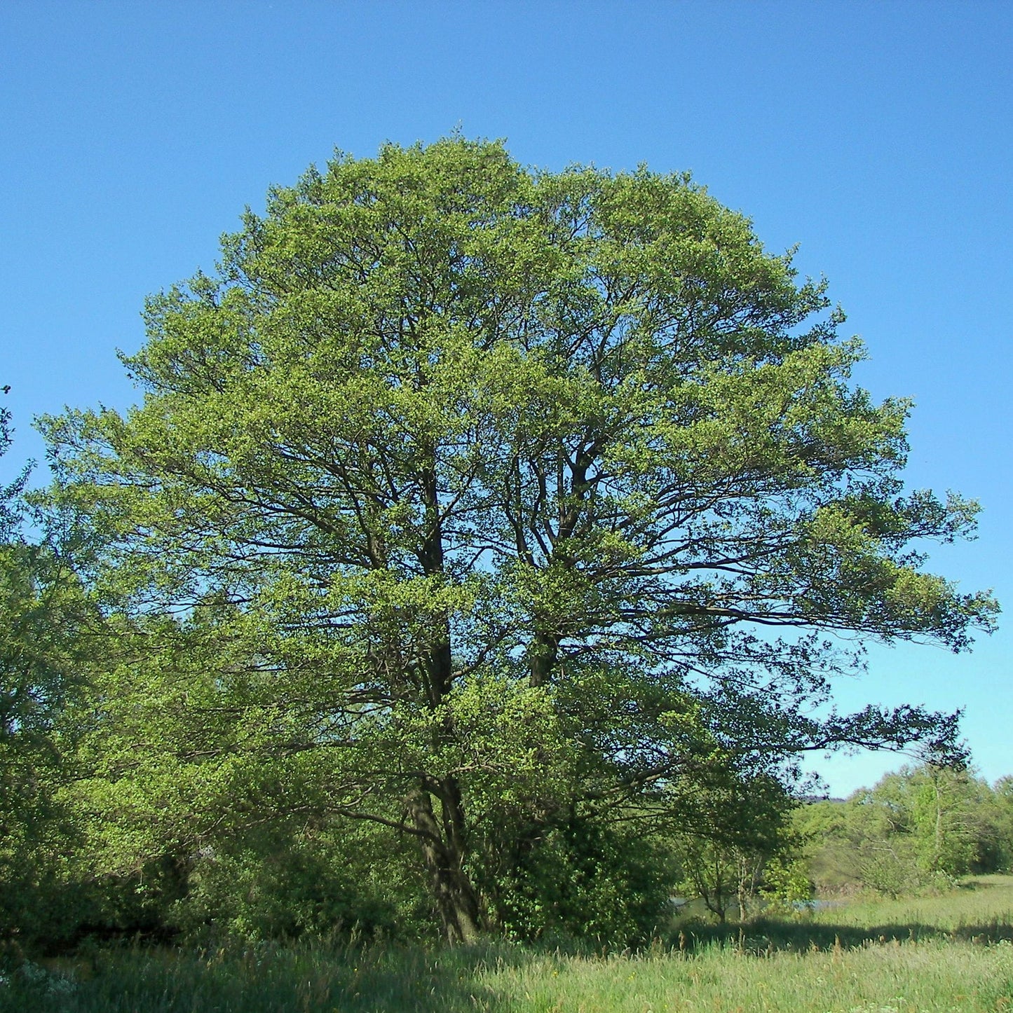 Alnus glutinosa - ontano nero (Alveolo forestale)