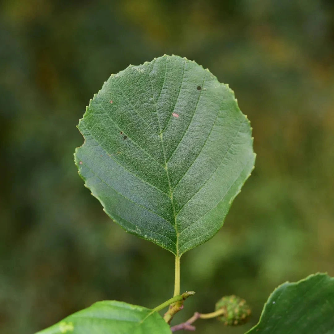 Alnus glutinosa - ontano nero (Alveolo forestale)