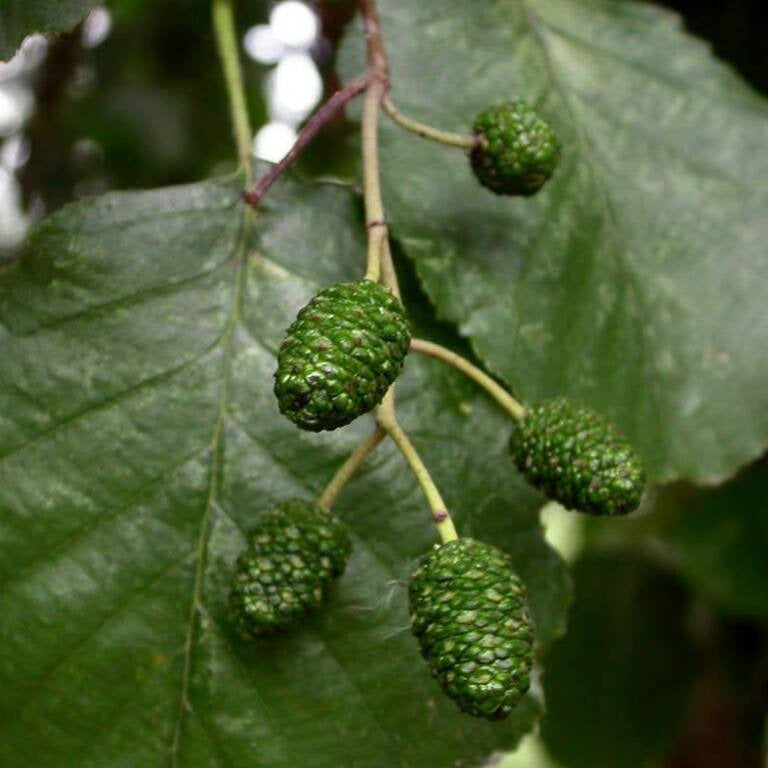 Alnus glutinosa - ontano nero (Alveolo forestale)