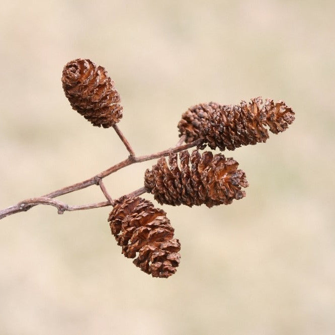 Alnus glutinosa - ontano nero (Alveolo forestale)