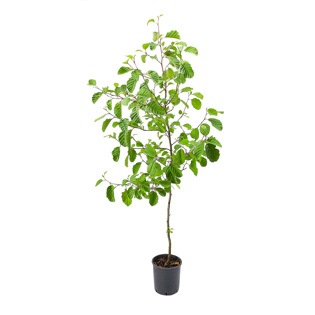 Alnus glutinosa - black alder (18 cm pot)