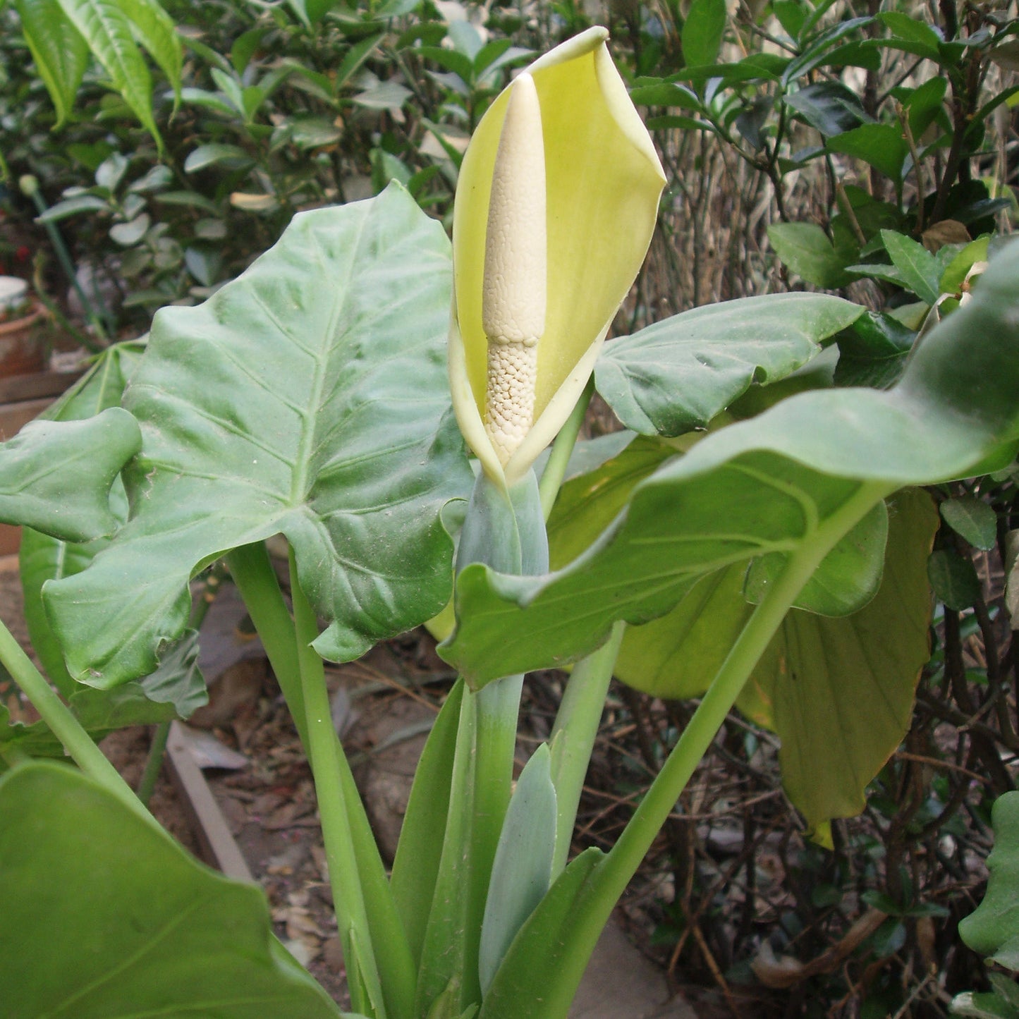 Alocasia Macrorrhiza fiore VivaiMDB