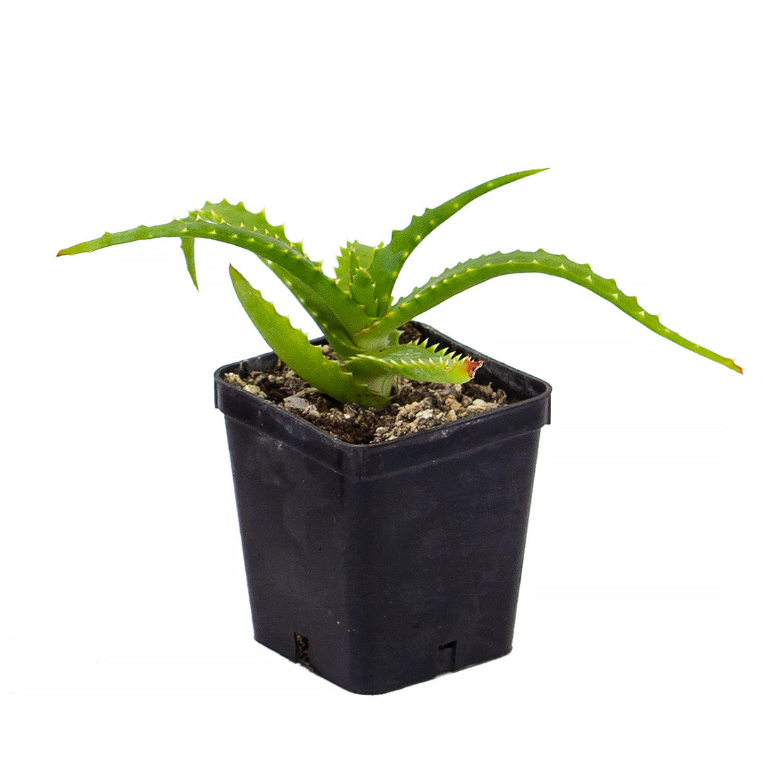Aloe arborescens - aloe medicinale (Vaso quadro 7x7x8 cm)