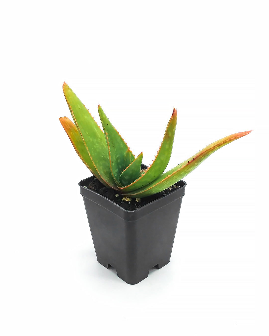 Aloe branddraaiensis (Vaso quadro 7x7x8 cm)