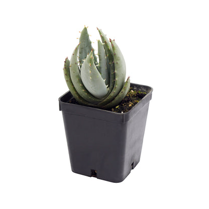 Aloe peglerae - aloe (Vaso quadro 7x7x8 cm)