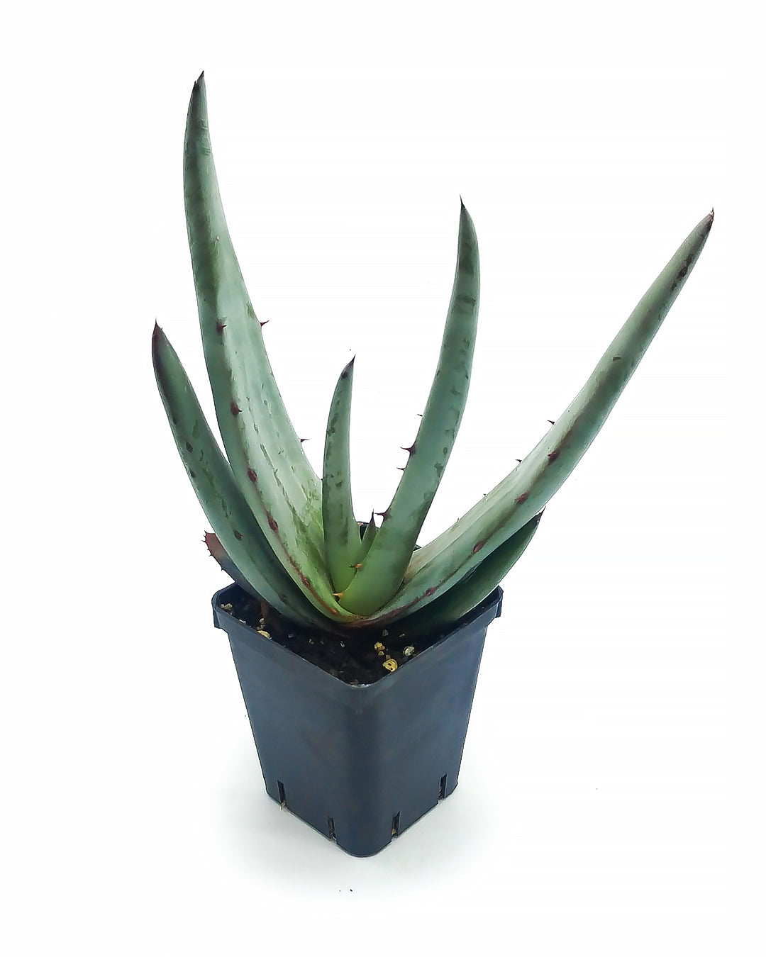 Aloe petricola - aloe di pietra (Vaso quadro 7x7x8 cm)