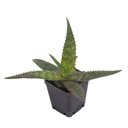 Aloe saponaria - aloe saponaria (Vaso quadro 9x9x10 cm)