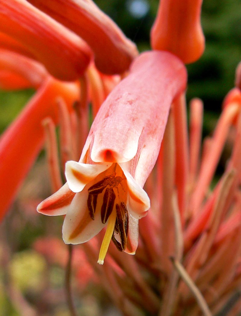 Aloe saponaria - aloe saponaria (Vaso 18 cm)