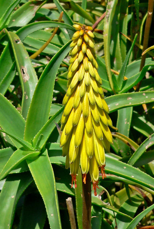 Aloe striatula (Vaso 14 cm)