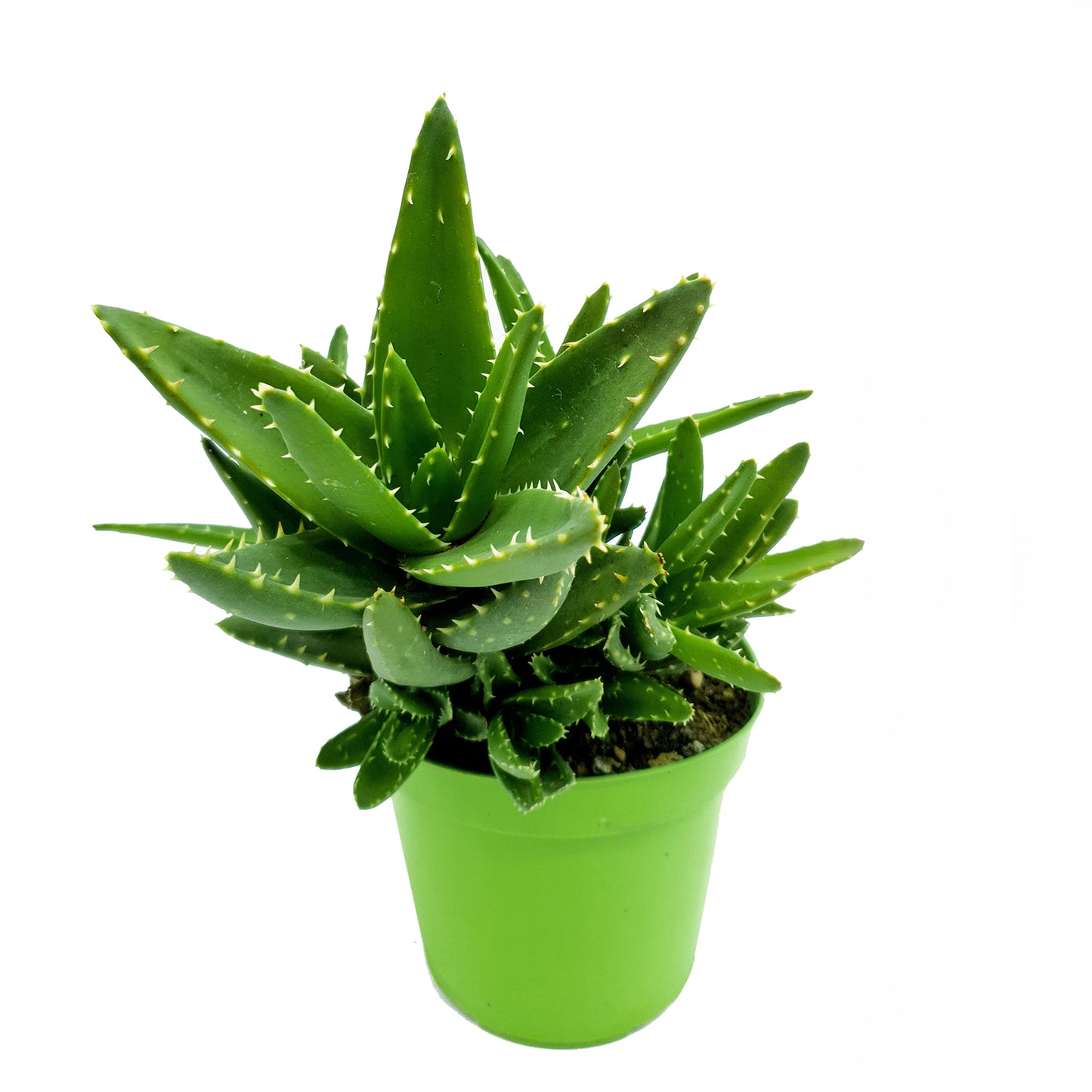 Aloe mitriformis (Vaso 12 cm)