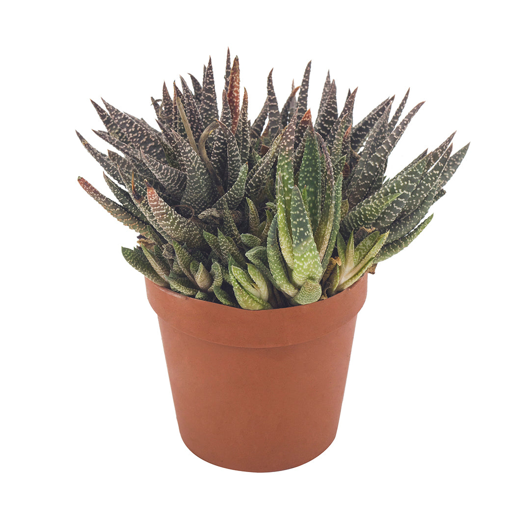Aloe x haworthia papillosa - Aloe ibrida (Vaso 12 cm)