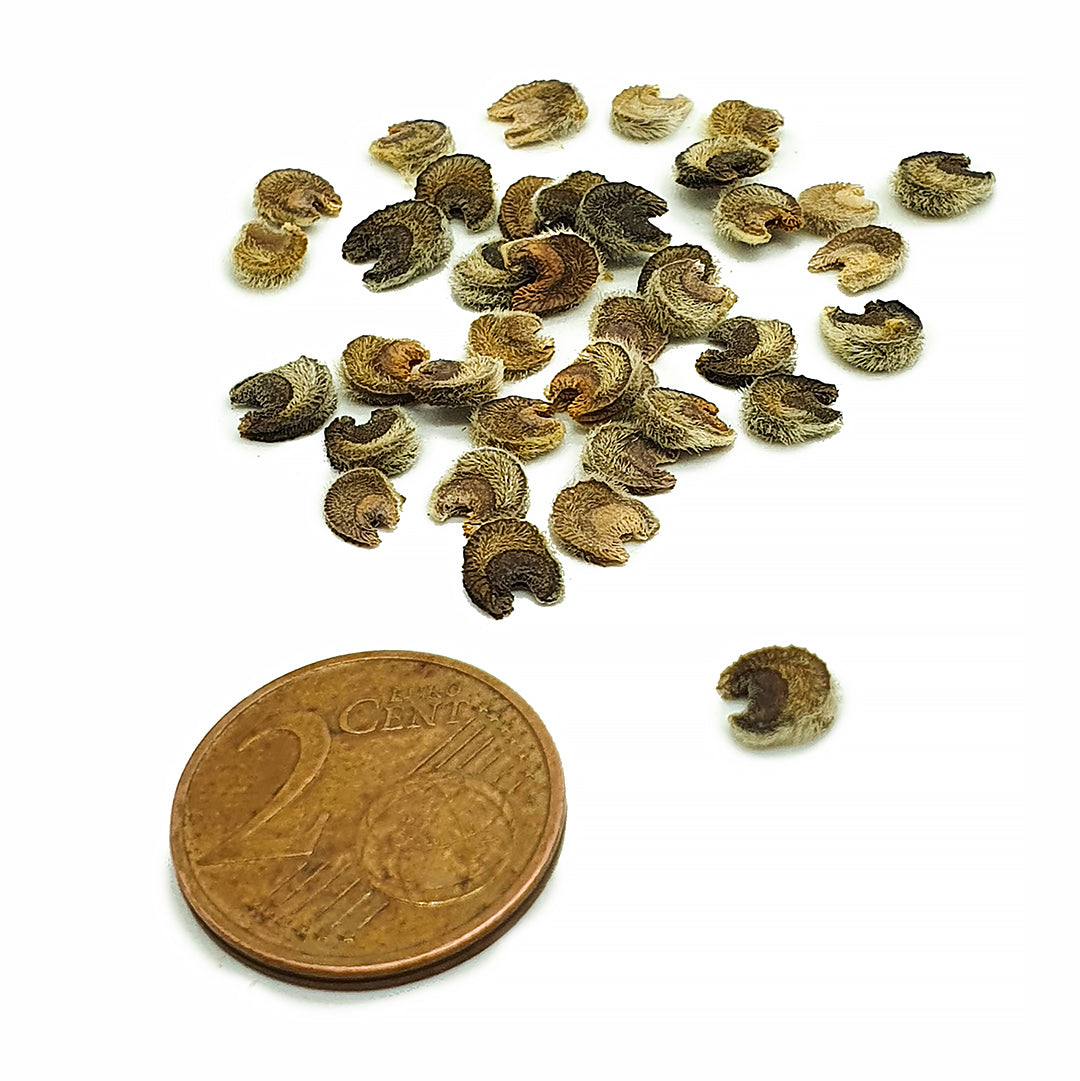 Althaea officinalis - altea comune, malvone - Semi 1gr