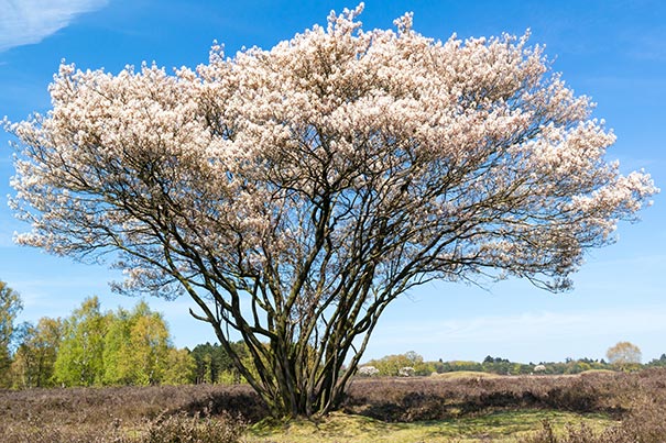 Amelanchier canadensis - pero corvino (Alveolo forestale)