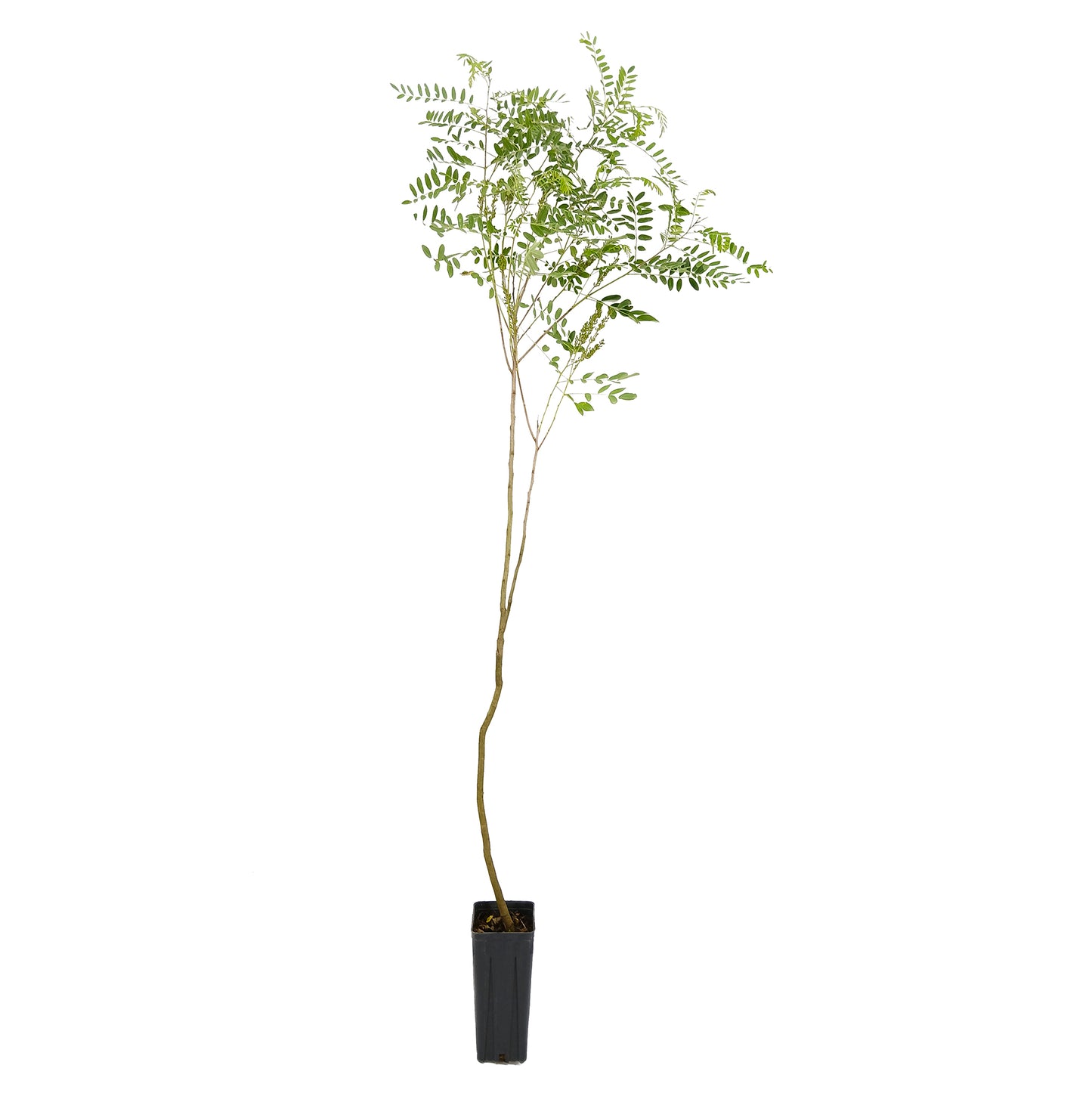 Amorpha fruticosa - falso indaco (vaso quadro 9x9x20 cm)