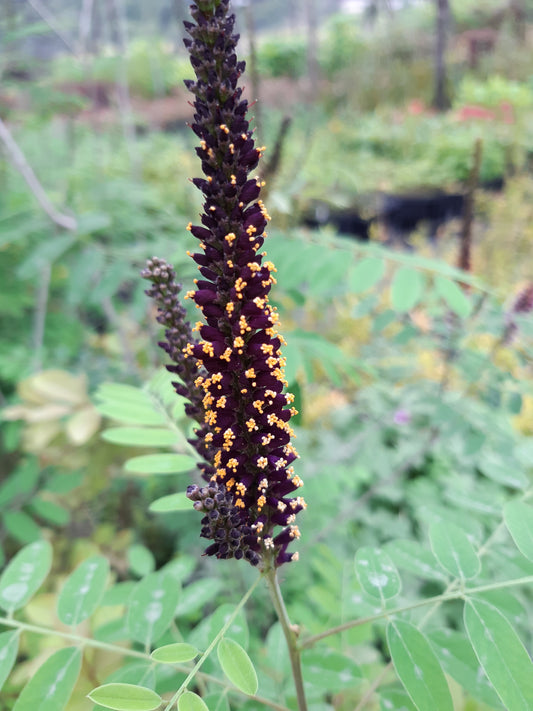 Amorpha fruticosa - false indigo (square pot 9x9x20 cm)