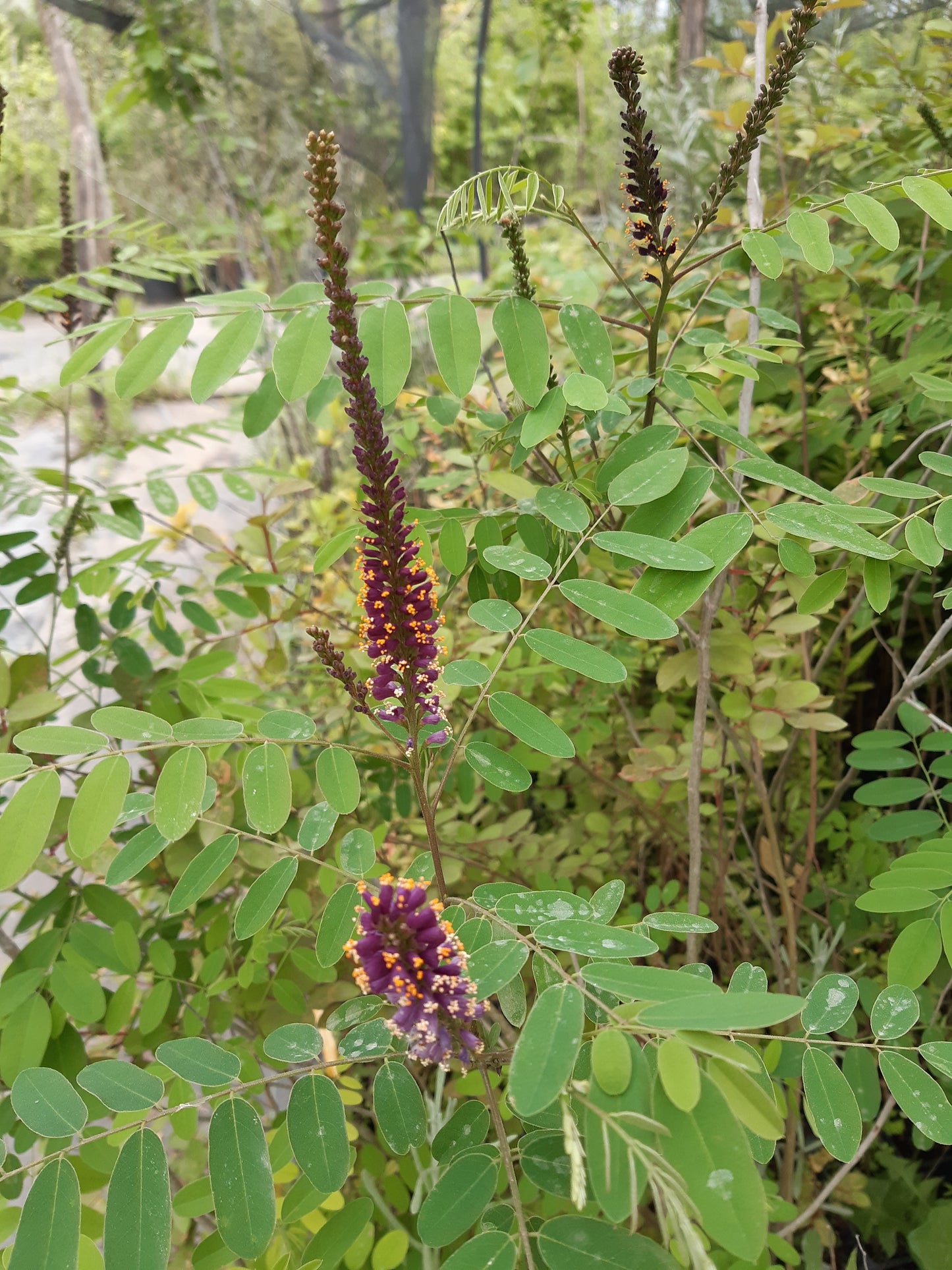 Amorpha fruticosa - falso indaco (vaso quadro 9x9x20 cm)