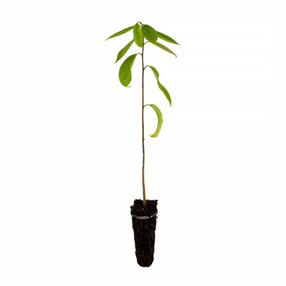 Annona cherimola - cirimoia (Alveolo forestale)