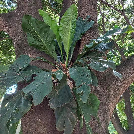 Anthurium plowmanii - Anturio epifita  (Vaso quadro 7x7x10 cm)