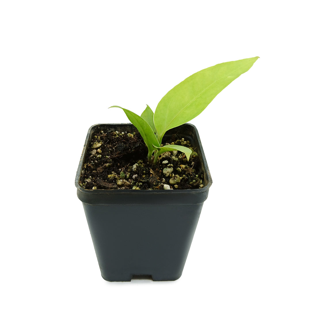 Anthurium plowmanii - Anturio epifita (Vaso quadro 7x7x10 cm)