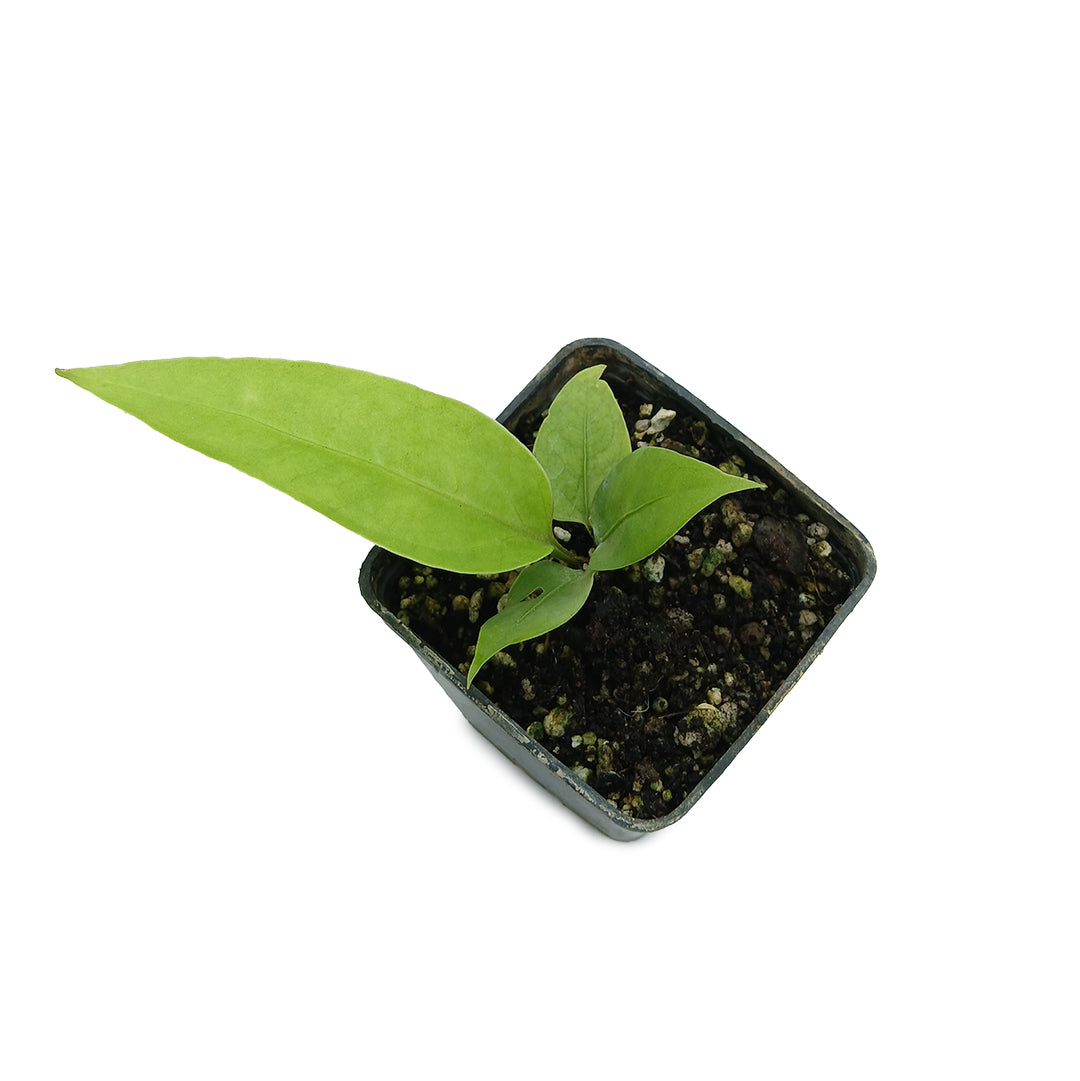 Anthurium plowmanii - Anturio epifita (Vaso quadro 7x7x10 cm)