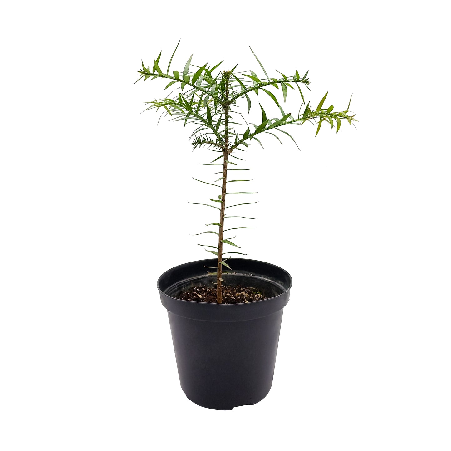 Araucaria bidwillii - Bunya pine (vaso 15 cm)