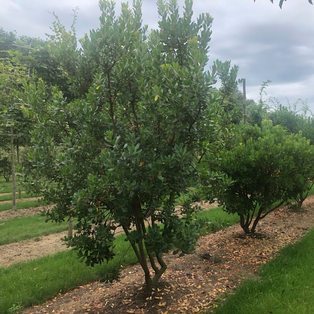 Un Arbutus Unedo - Corbezzolo (Alveolo Forestale) dei Vivai Mola della Badia, un arbusto sempreverde di medie dimensioni con foglie dense e lucide di un verde intenso, cresce in un giardino pacciamato con erba tagliata sotto un cielo coperto, in mezzo ad altri alberi e arbusti.