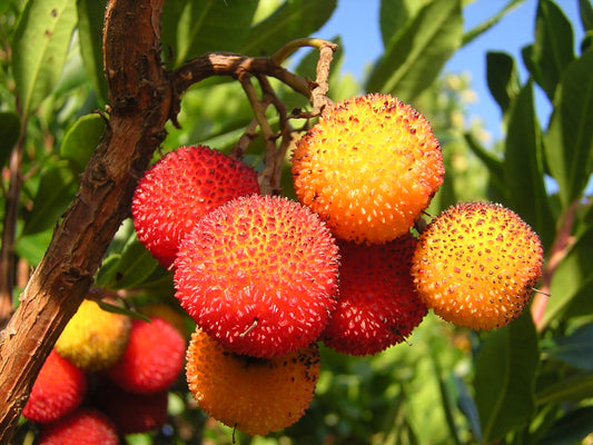 Arbutus Unedo - Corbezzolo (Alveolo Forestale)