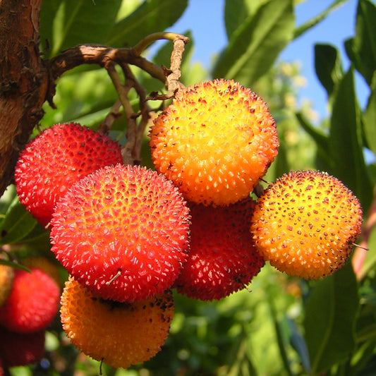 Primo piano dei frutti rotondi e spinosi rossi e gialli dell'Arbutus Unedo - Corbezzolo (Alveolo Forestale) dei Vivai Mola della Badia, che cresce su un rigoglioso arbusto sempreverde con foglie verdi contro il cielo azzurro.