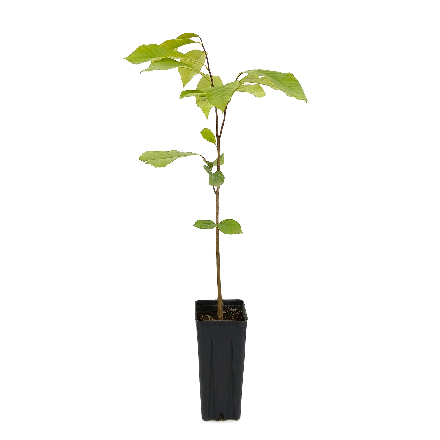 Asimina triloba - Northern banana (Square pot 9x9x20 cm)
