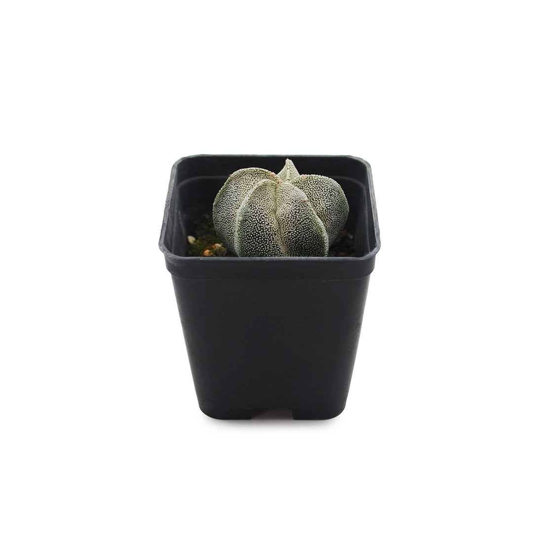 Astrophytum hybrid Myriostigma - cappello del prete ibrido (Vaso quadro 7x7x8 cm)
