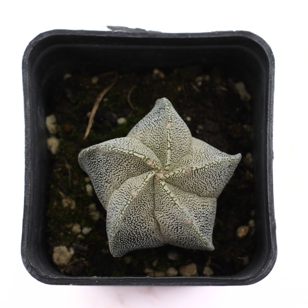 Astrophytum hybrid Myriostigma - cappello del prete ibrido (Vaso quadro 7x7x8 cm)