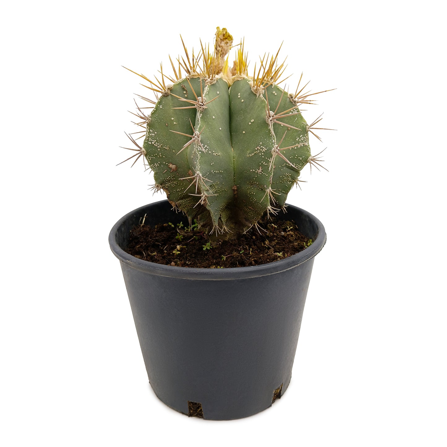 Astrophytum ornatum PICCOLO - cappello del prete (Vaso 18 cm)