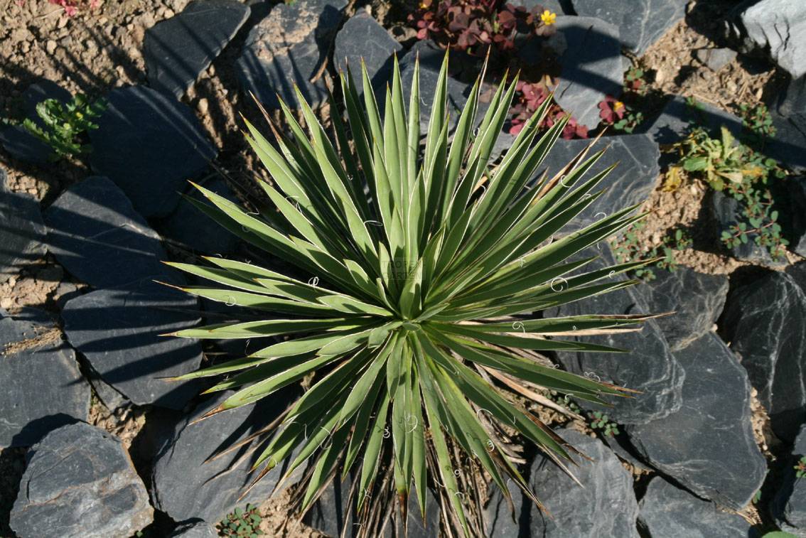Yucca harrimaniae - Harriman's Yucca (Square pot 7x7x10 cm)