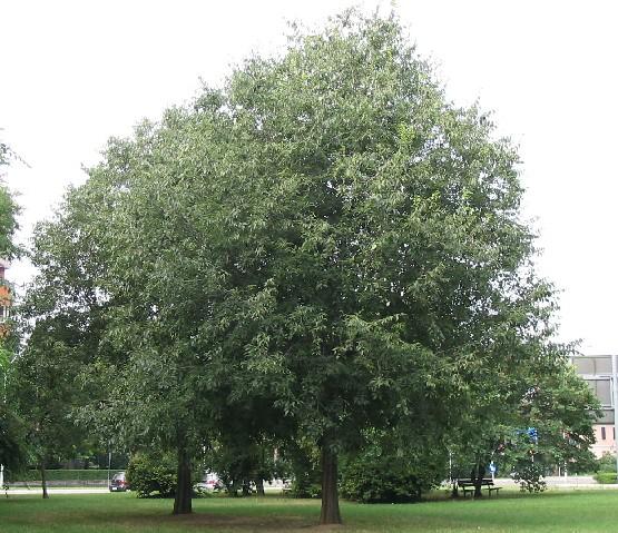 Celtis australis - bagolaro (Alveolo forestale)