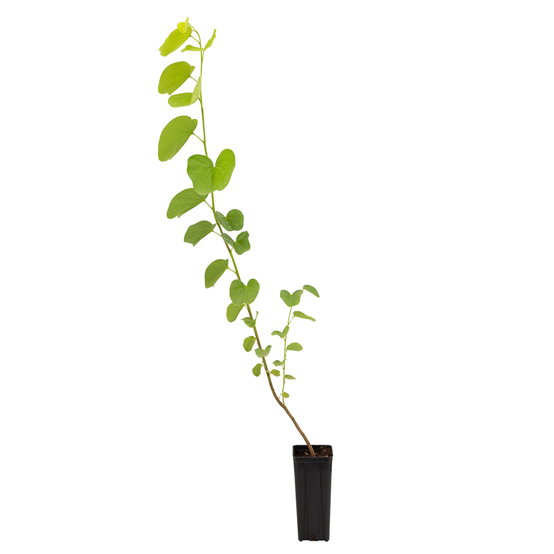 Bauhinia purpurea - albero delle orchidee (Vaso quadro 9x9x20 cm)