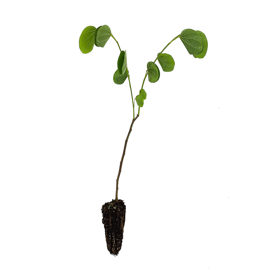 Bauhinia purpurea - albero delle orchidee (Alveolo forestale)