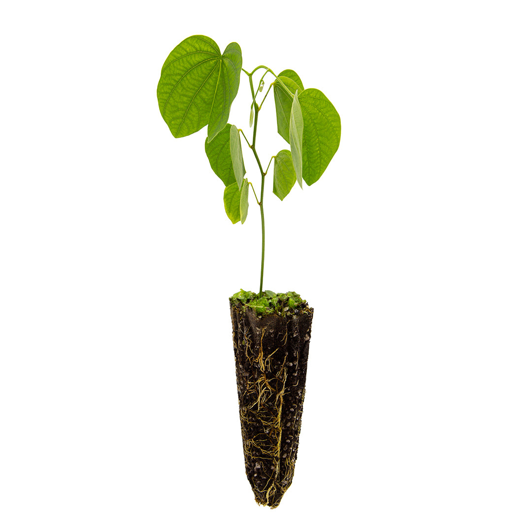 Bauhinia purpurea var. alba - albero delle orchidee (Alveolo forestale)