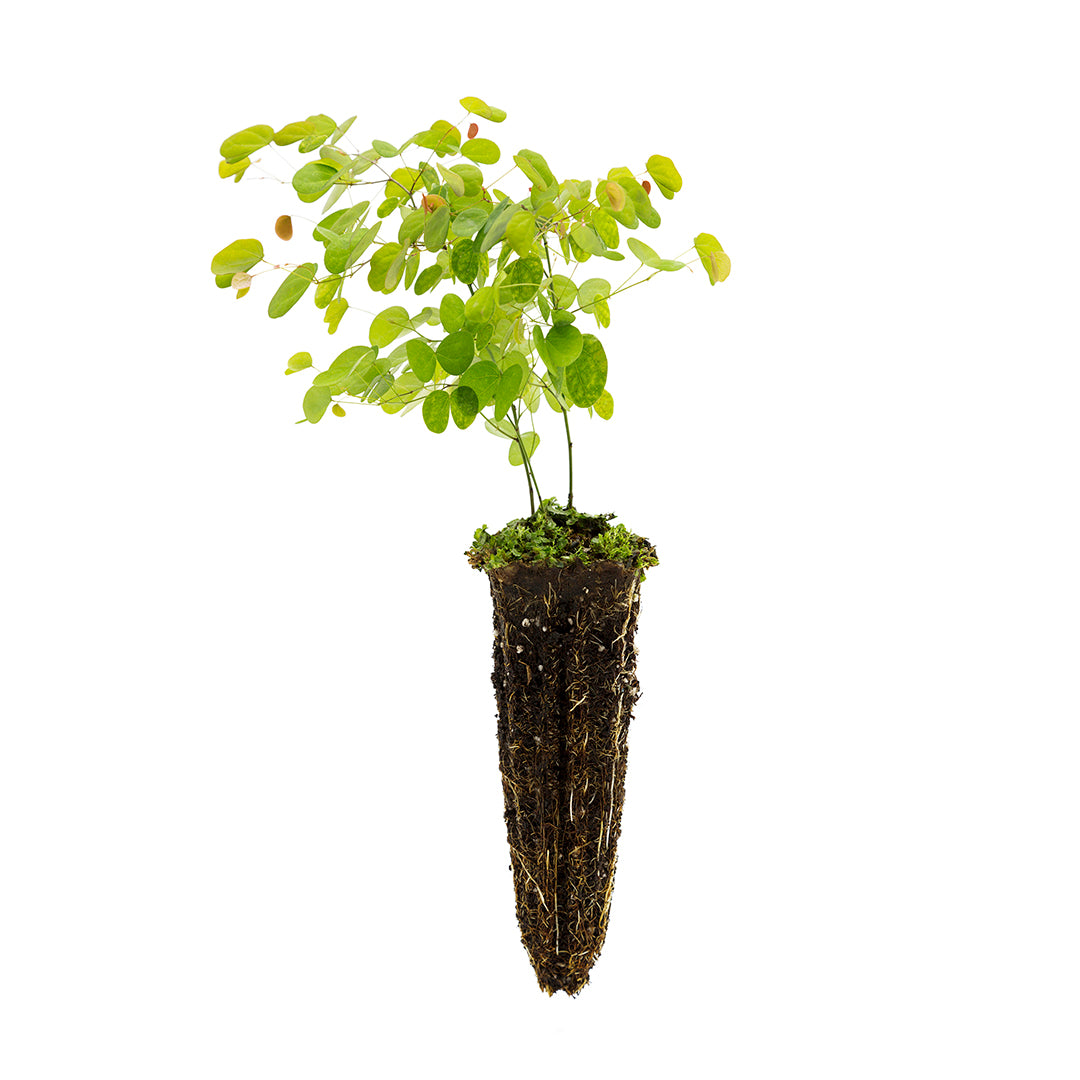 Bauhinia yunnanensis - albero delle orchidee (Alveolo forestale)