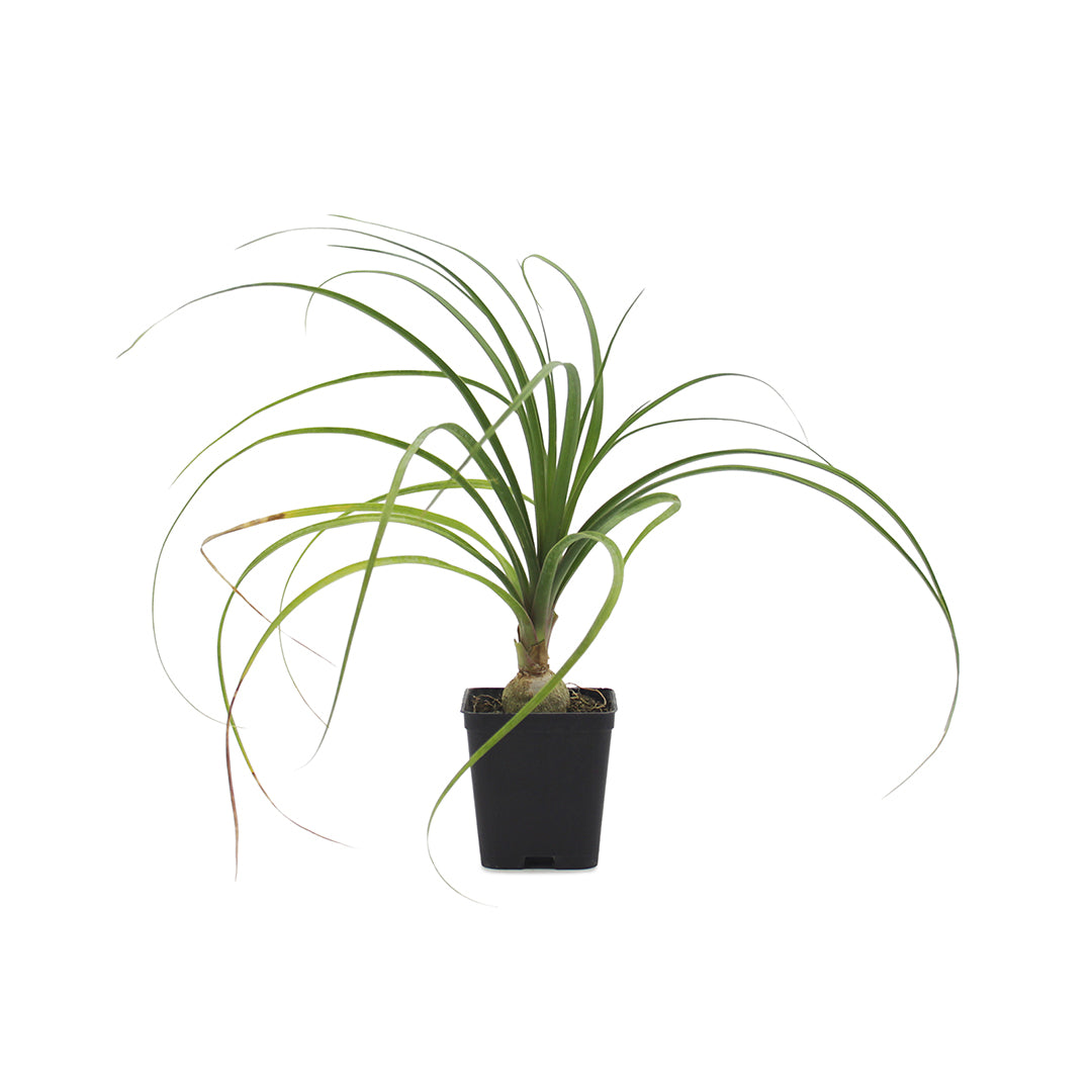 Beaucarnea (sin. Nolina) recurvata - pianta mangiafumo (Vaso quadro 7x7x10 cm)